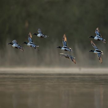 20260920 A la decouverte des oiseaux ©Louis Marie Préau