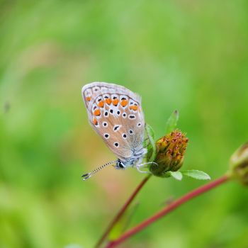 Photographier la nature ©Fabien Fougeroux